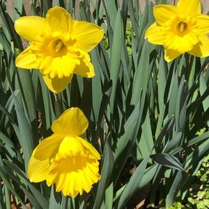 Meet your Posher, Averil